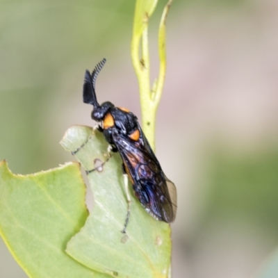 Lophyrotoma sp. (genus) (Sawfly) at Yaouk, NSW - 5 Dec 2021 by AlisonMilton