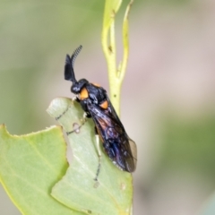 Lophyrotoma sp. (genus) (Sawfly) at Yaouk, NSW - 5 Dec 2021 by AlisonMilton