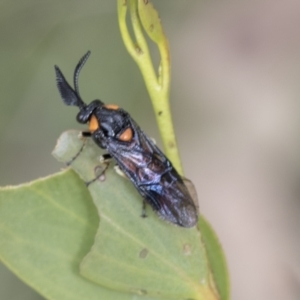 Lophyrotoma sp. (genus) at Yaouk, NSW - 5 Dec 2021