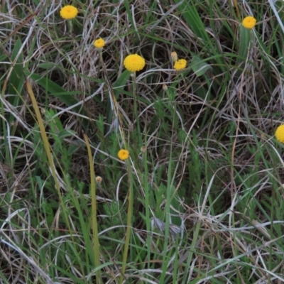 Leptorhynchos squamatus subsp. squamatus (Scaly Buttons) at Isabella Pond - 3 Nov 2021 by AndyRoo