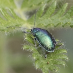 Edusella sp. (genus) (A leaf beetle) at Yaouk, NSW - 5 Dec 2021 by AlisonMilton