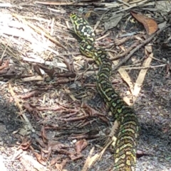 Morelia spilota (Carpet Python) at Myall Lakes National Park - 9 Dec 2021 by LyndalT