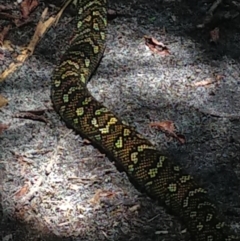 Morelia spilota at suppressed - suppressed