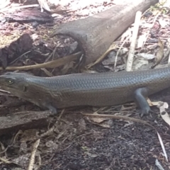 Egernia major (Land Mullet) at Myall Lakes National Park - 9 Dec 2021 by LyndalT