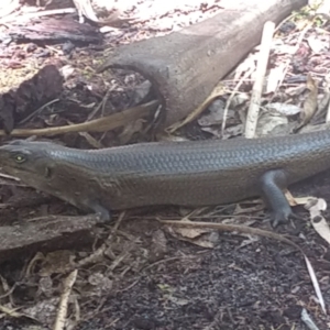 Egernia major at Mungo Brush, NSW - 9 Dec 2021 12:32 PM