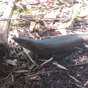 Egernia major at Mungo Brush, NSW - 9 Dec 2021 12:32 PM