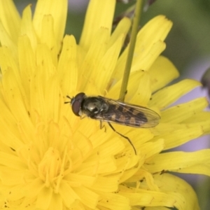 Melangyna sp. (genus) at Yaouk, NSW - 5 Dec 2021