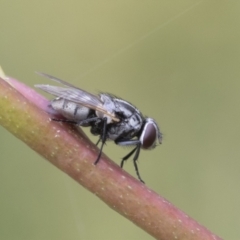 Unidentified Bristle Fly (Tachinidae) at Yaouk, NSW - 5 Dec 2021 by AlisonMilton