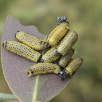 Paropsisterna fastidiosa (Eucalyptus leaf beetle) at Yaouk, NSW - 5 Dec 2021 by AlisonMilton