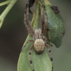Cyclosa fuliginata (species-group) (An orb weaving spider) at Yaouk, NSW - 5 Dec 2021 by AlisonMilton