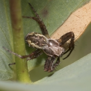 Salsa fuliginata at Yaouk, NSW - 5 Dec 2021 01:17 PM