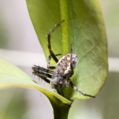 Salsa fuliginata at Yaouk, NSW - 5 Dec 2021 01:17 PM