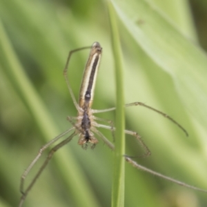 Tetragnatha sp. (genus) at Yaouk, NSW - 5 Dec 2021 02:37 PM