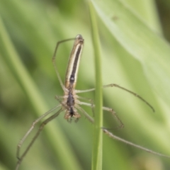 Tetragnatha sp. (genus) (Long-jawed spider) at Yaouk, NSW - 5 Dec 2021 by AlisonMilton