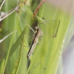 Tetragnatha sp. (genus) at Yaouk, NSW - 5 Dec 2021 02:37 PM