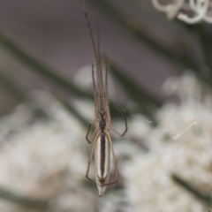 Tetragnatha sp. (genus) at Yaouk, NSW - 5 Dec 2021 02:37 PM