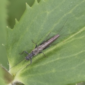 Plecoptera sp. (order) at Yaouk, NSW - 5 Dec 2021 01:18 PM