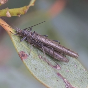 Plecoptera sp. (order) at Yaouk, NSW - 5 Dec 2021