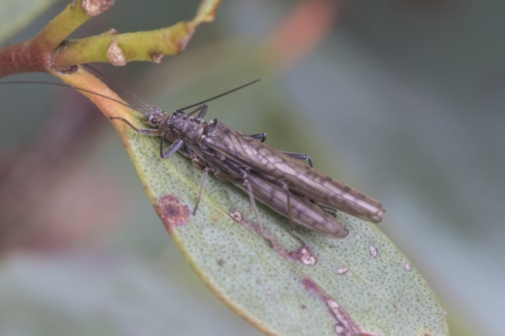 Plecoptera sp. (order) at Yaouk, NSW - 5 Dec 2021