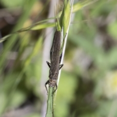 Plecoptera sp. (order) at Yaouk, NSW - 5 Dec 2021