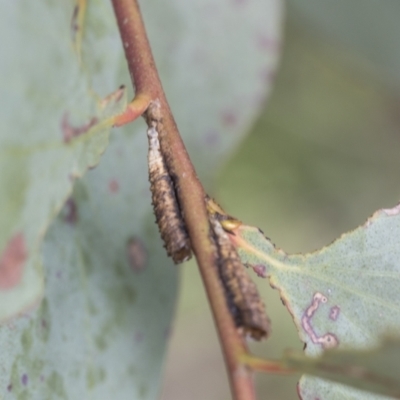 Caliscelidae (family) (Caliscelid planthopper) at Yaouk, NSW - 5 Dec 2021 by AlisonMilton