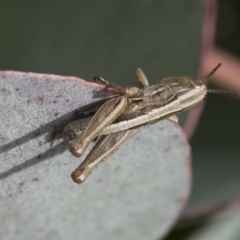 Praxibulus sp. (Short-winged Grasshopper) at Yaouk, NSW - 5 Dec 2021 by AlisonMilton