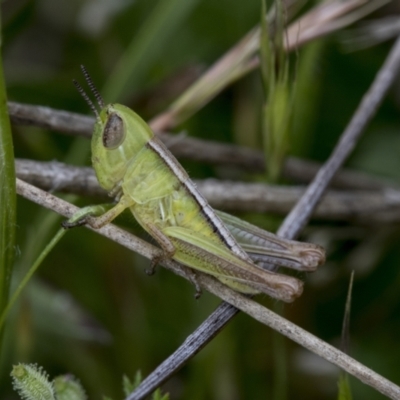 Praxibulus sp. (genus) (A grasshopper) at Yaouk, NSW - 5 Dec 2021 by AlisonMilton