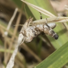 Praxibulus sp. (genus) at Yaouk, NSW - 5 Dec 2021
