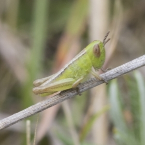 Praxibulus sp. (genus) at Yaouk, NSW - 5 Dec 2021