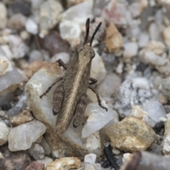 Phaulacridium vittatum (Wingless Grasshopper) at Yaouk, NSW - 5 Dec 2021 by AlisonMilton
