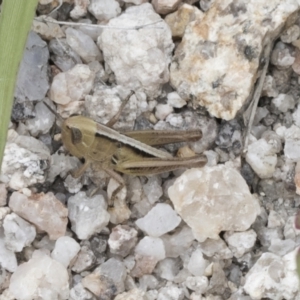 Praxibulus sp. (genus) at Yaouk, NSW - 5 Dec 2021