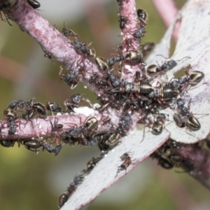 Dolichoderus scabridus at Yaouk, NSW - 5 Dec 2021