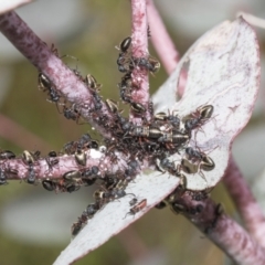 Dolichoderus scabridus at Yaouk, NSW - 5 Dec 2021