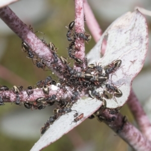 Dolichoderus scabridus at Yaouk, NSW - 5 Dec 2021