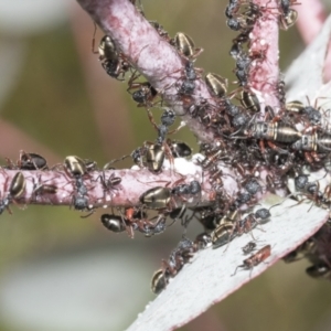 Dolichoderus scabridus at Yaouk, NSW - 5 Dec 2021