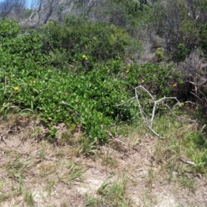 Hibbertia scandens at Mungo Brush, NSW - 9 Dec 2021 01:11 PM