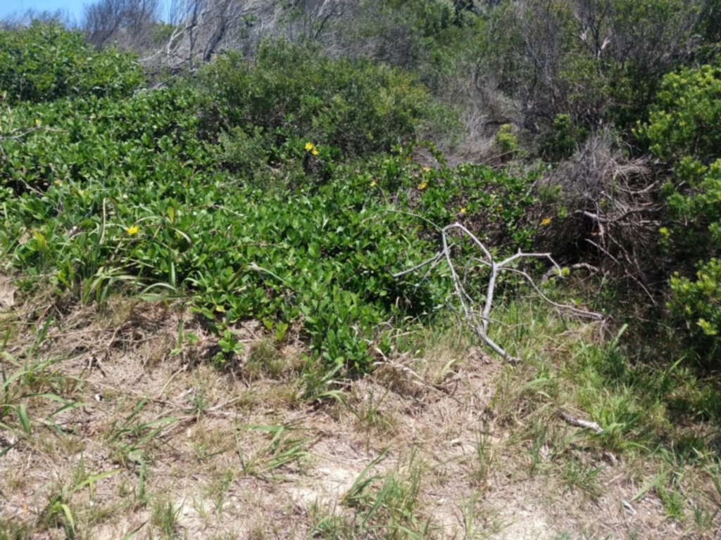 Hibbertia scandens at Mungo Brush, NSW - 9 Dec 2021