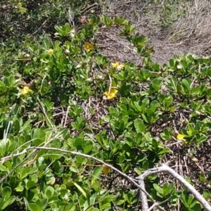 Hibbertia scandens at Mungo Brush, NSW - 9 Dec 2021