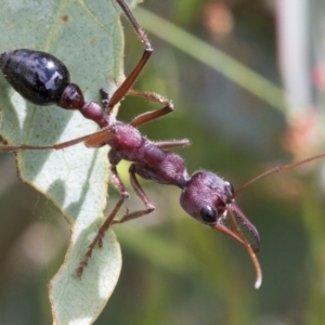 Myrmecia simillima at Yaouk, NSW - 5 Dec 2021