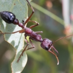 Myrmecia simillima (A Bull Ant) at Yaouk, NSW - 5 Dec 2021 by AlisonMilton