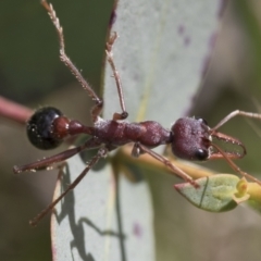 Myrmecia simillima at Yaouk, NSW - 5 Dec 2021