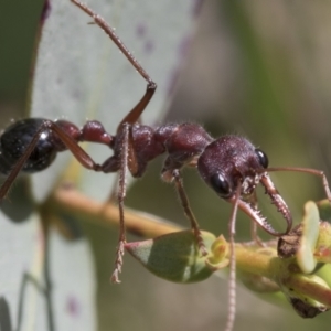 Myrmecia simillima at Yaouk, NSW - 5 Dec 2021