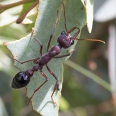 Myrmecia simillima at Yaouk, NSW - 5 Dec 2021