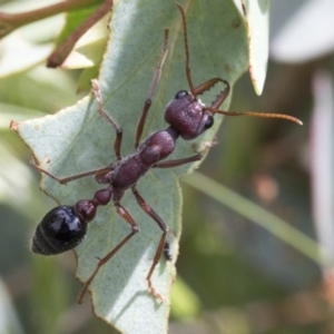 Myrmecia simillima at Yaouk, NSW - 5 Dec 2021