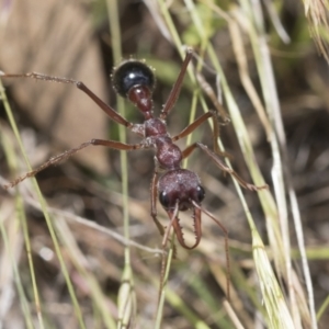 Myrmecia simillima at Yaouk, NSW - 5 Dec 2021