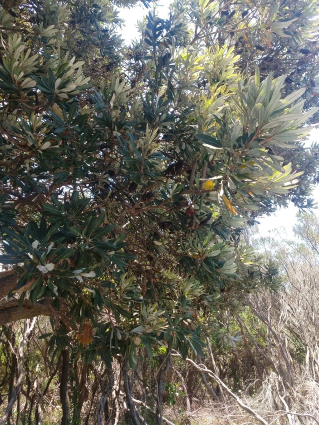 Banksia integrifolia subsp. integrifolia at Mungo Brush, NSW - 9 Dec 2021