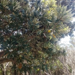 Banksia integrifolia subsp. integrifolia (Coast Honeysuckle) at Mungo Brush, NSW - 9 Dec 2021 by LyndalT
