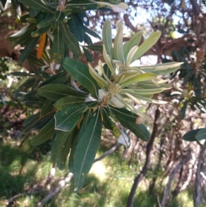 Banksia integrifolia subsp. integrifolia at Mungo Brush, NSW - 9 Dec 2021