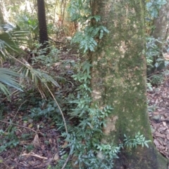 Arthropteris tenella (Climbing Fern) at Mungo Brush, NSW - 9 Dec 2021 by LyndalT