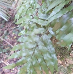 Arthropteris tenella at Mungo Brush, NSW - 9 Dec 2021 12:11 PM